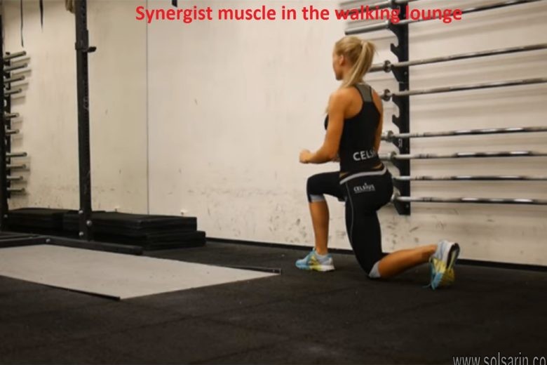 Synergist muscle in the walking lounge