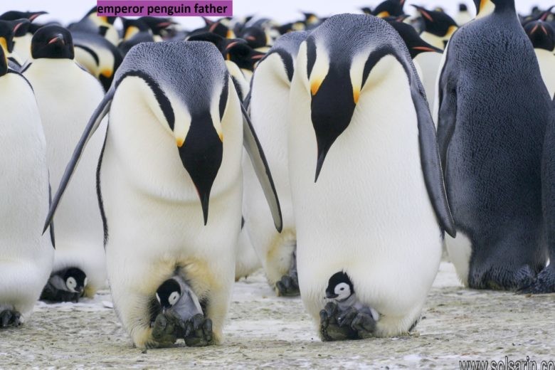 emperor penguin father