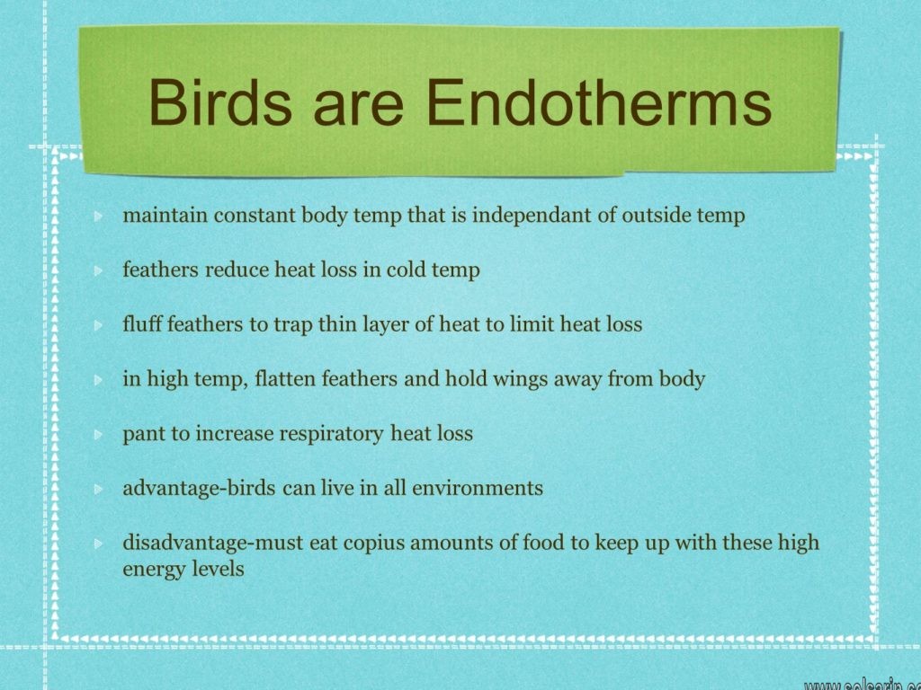 are birds endothermic