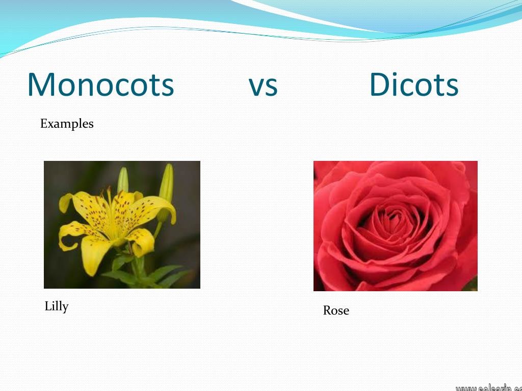 is a rose a monocot or dicot