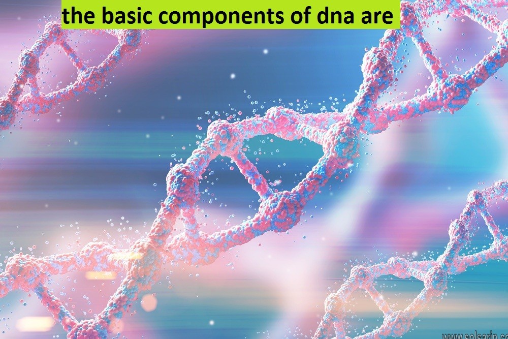 the basic components of dna are