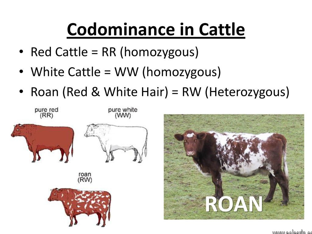 what is an example of codominance
