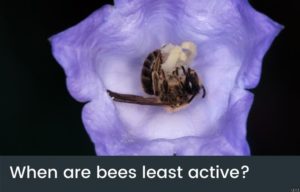 when are bees least active