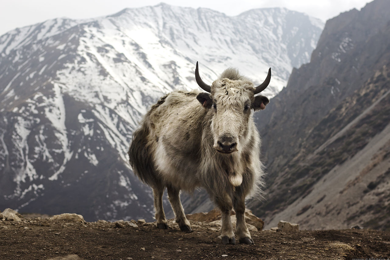 what is a baby yak called