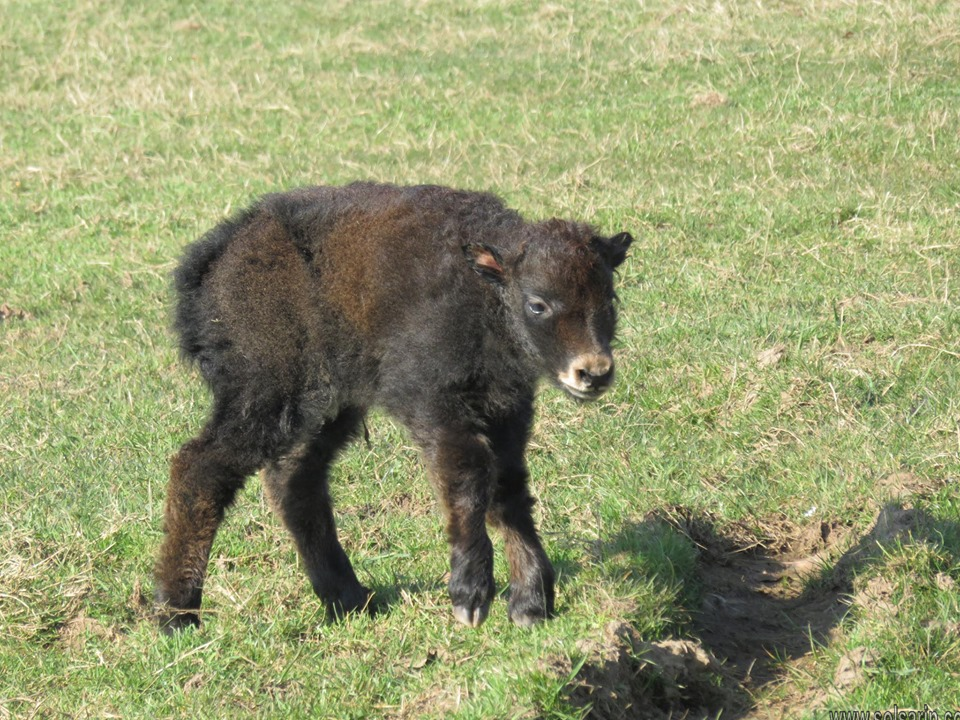 what is a baby yak called