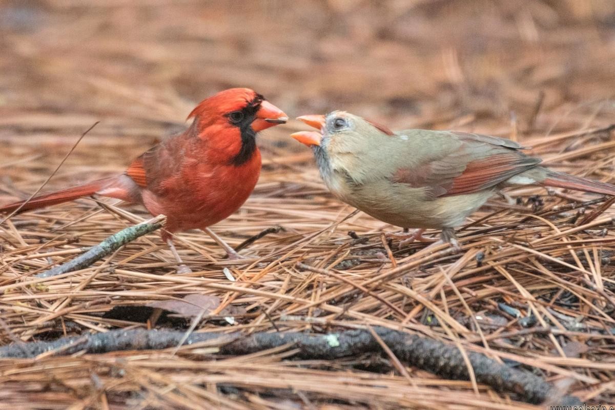 how long do cardinals live