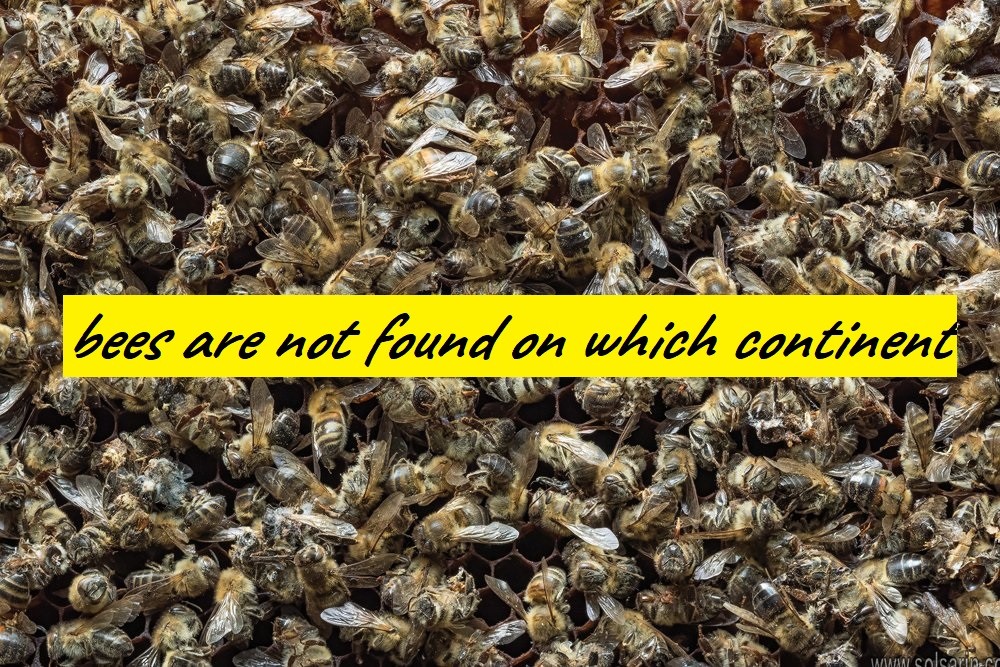 bees are not found on which continent