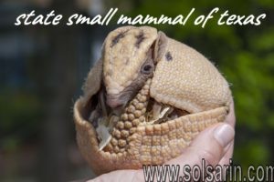state small mammal of texas