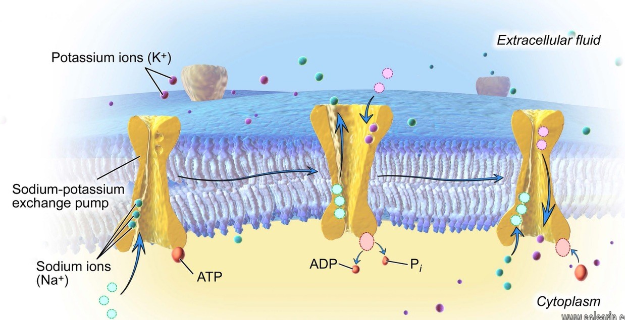 which of the following transport mechanisms requires atp?