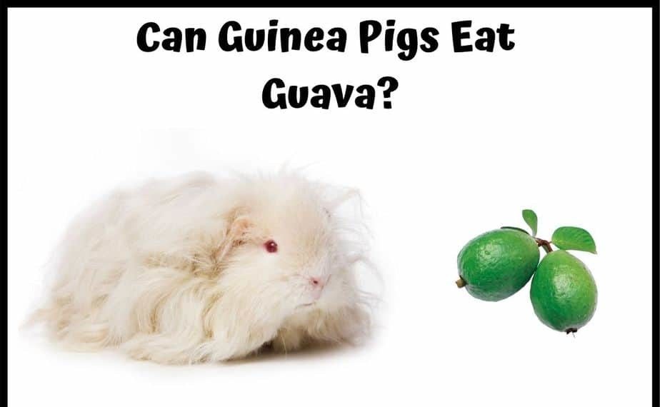 can guinea pigs eat guava