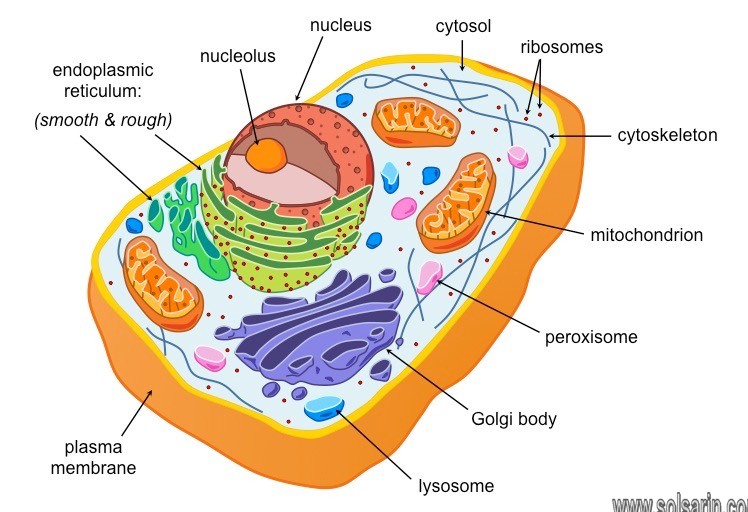 are viruses prokaryotic or eukaryotic