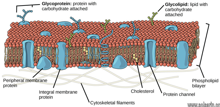 which part of a phospholipid is hydrophobic
