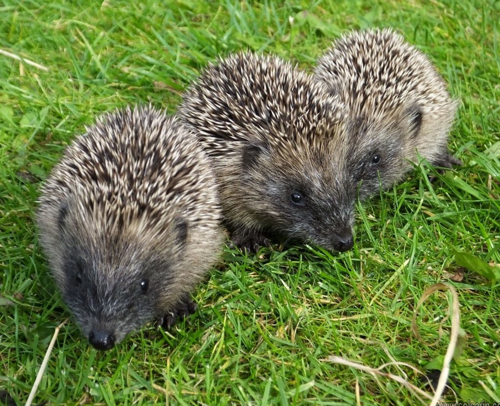 whats a group of hedgehogs called