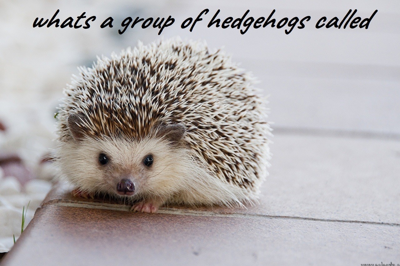 whats a group of hedgehogs called