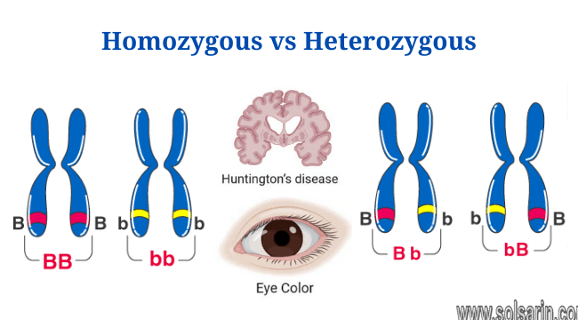 homozygous vs heterozygous genotypes