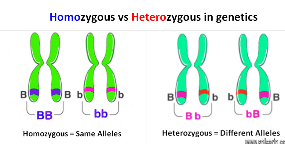 homozygous vs heterozygous genotypes