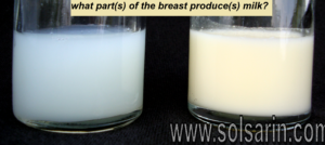 what part(s) of the breast produce(s) milk?