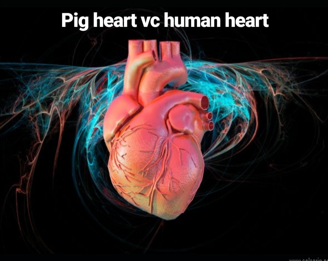 pig heart vs human heart