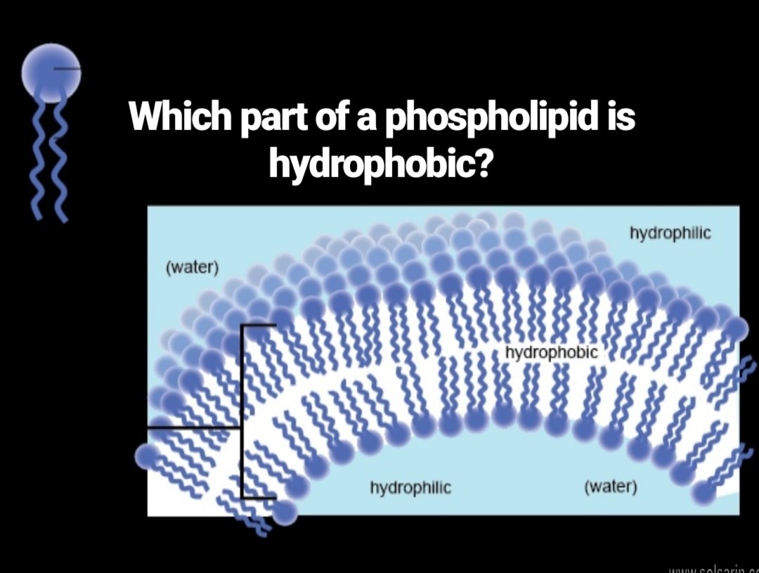 which part of a phospholipid is hydrophobic