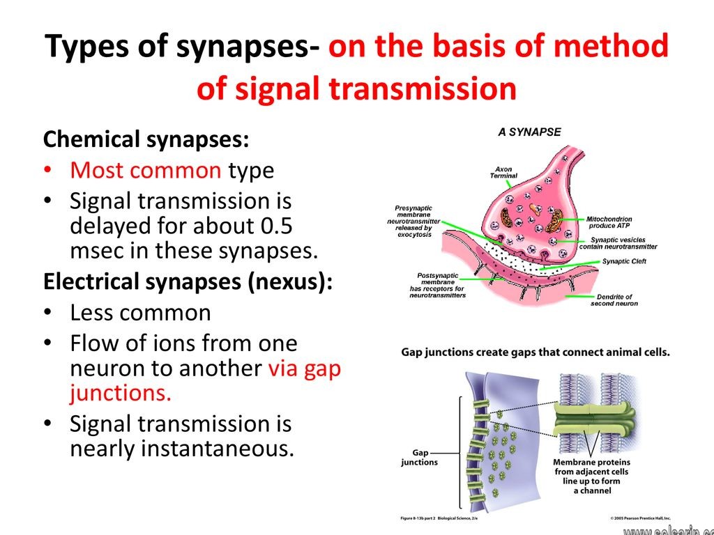 which type of synapse is most common in the nervous system?