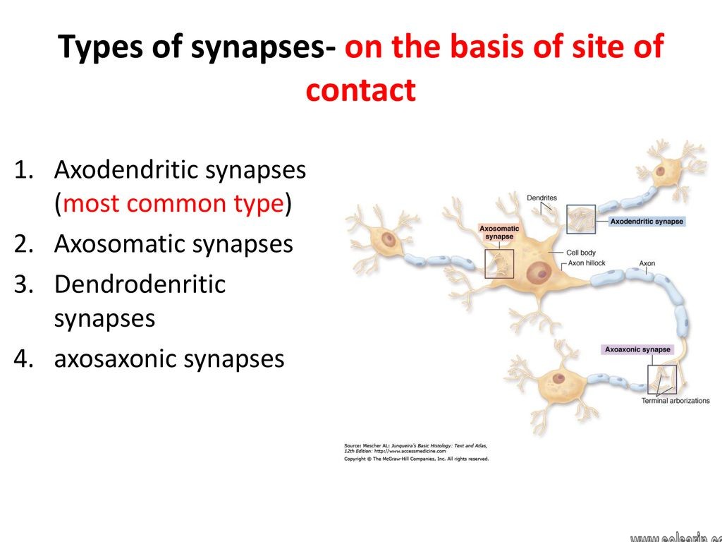 which type of synapse is most common in the nervous system?