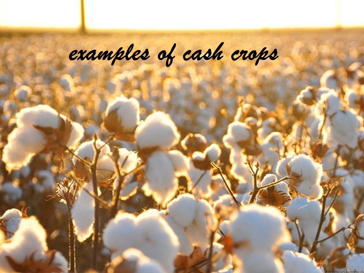 examples of cash crops