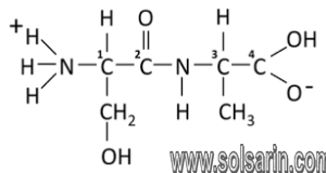 several amino acids joined together form a(n):