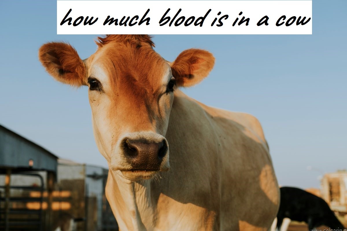 how much blood is in a cow