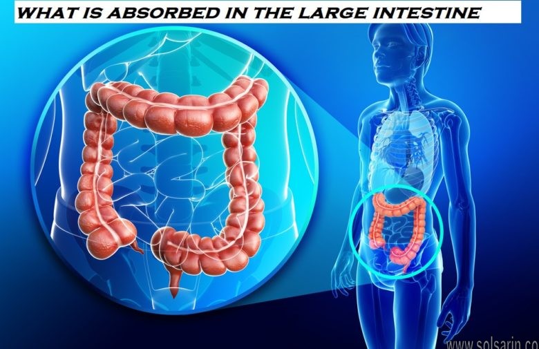 what is absorbed in the large intestine