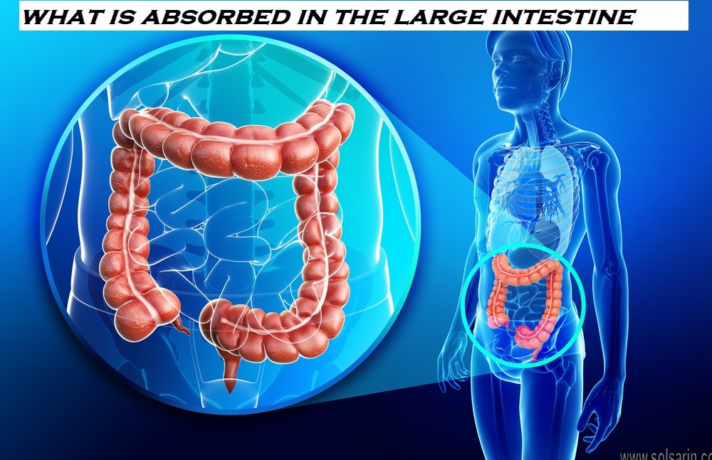 what is absorbed in the large intestine