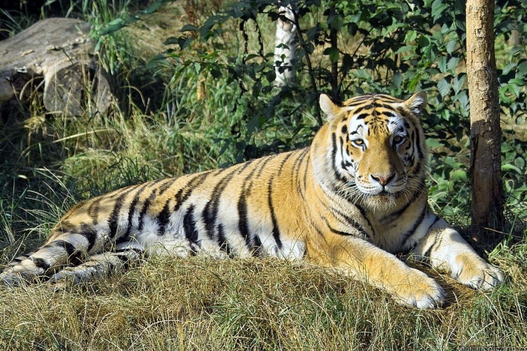 why are siberian tigers important