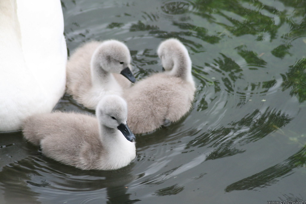 What color is a baby swan?