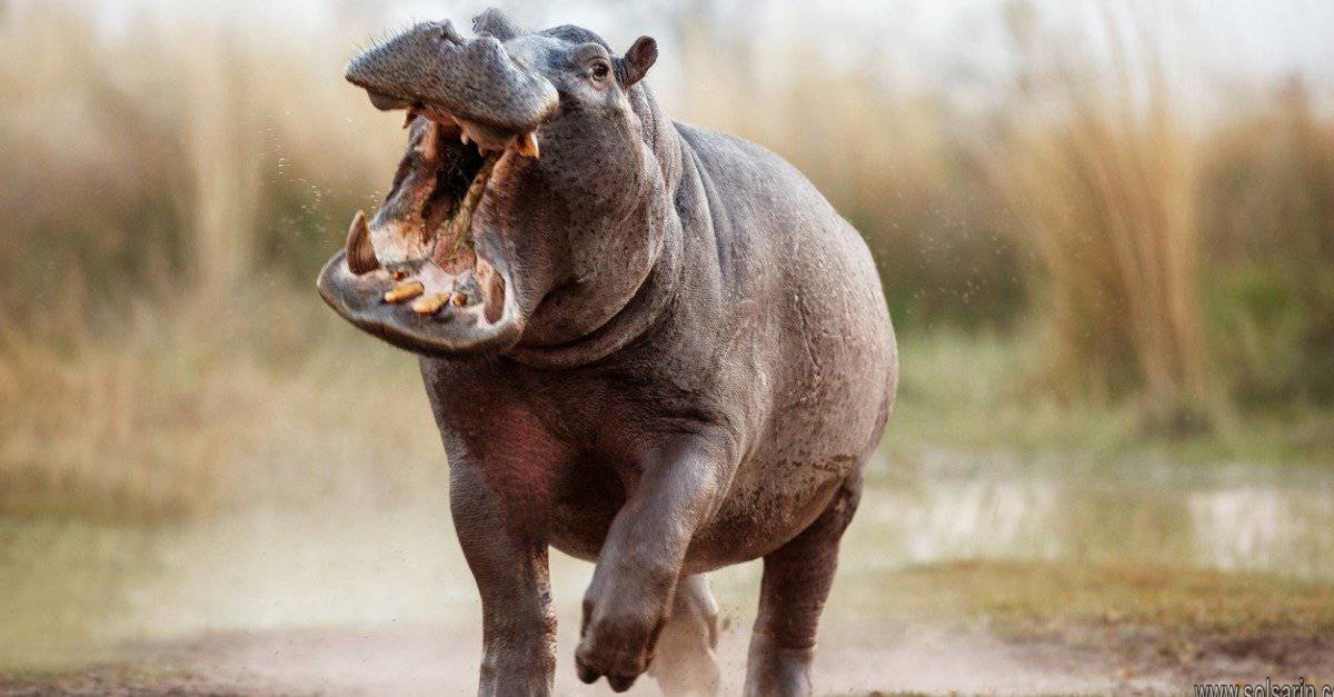 how fast is a hippopotamus
