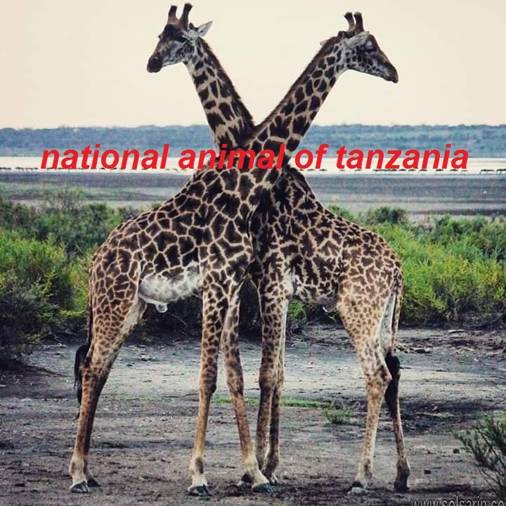 national animal of tanzania