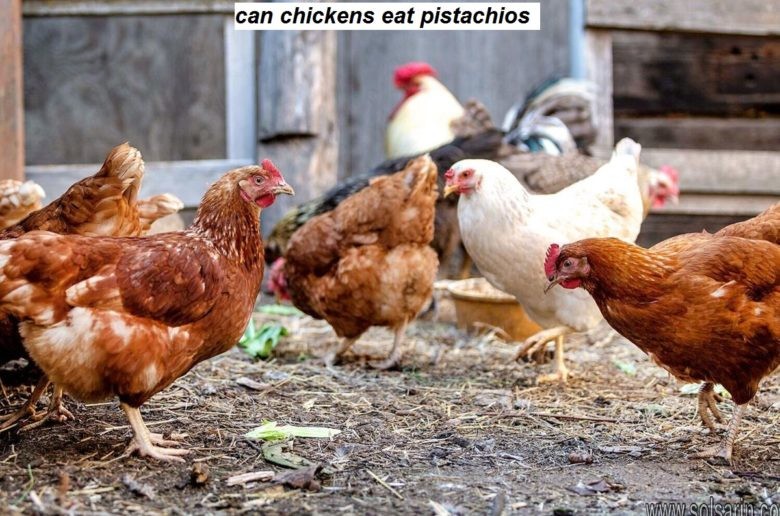 can chickens eat pistachios