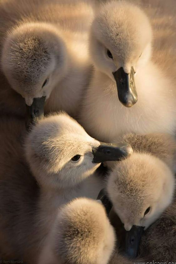 What color is a baby swan?