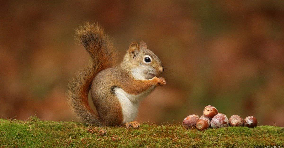 can squirrels eat rabbit food