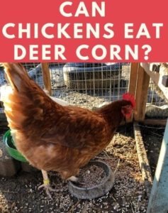 can chickens eat deer corn