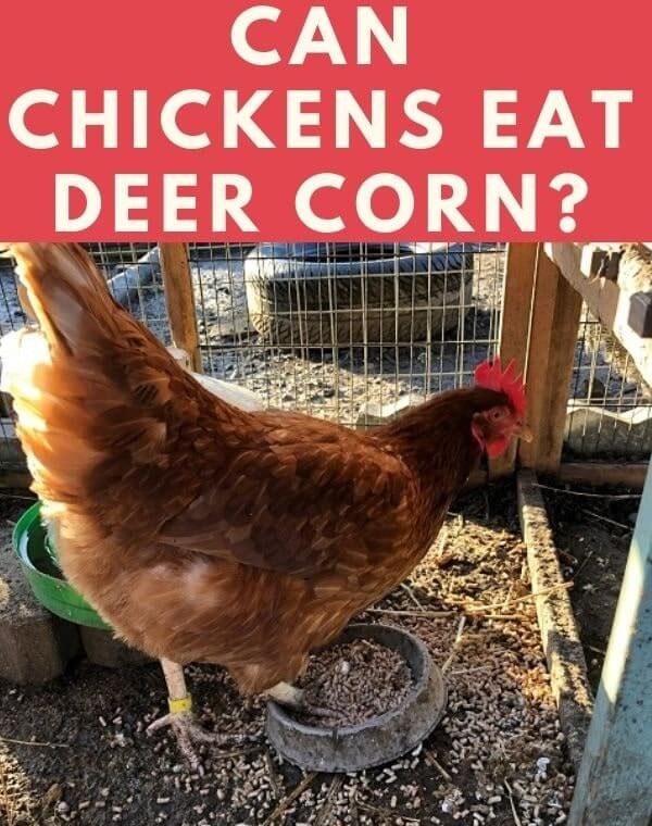 can chickens eat deer corn