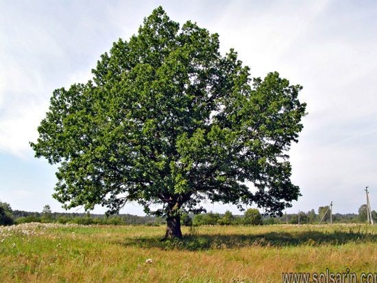 official state tree of texas