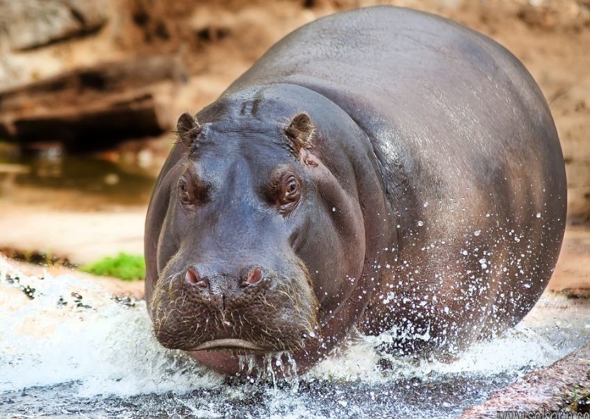 how fast is a hippopotamus