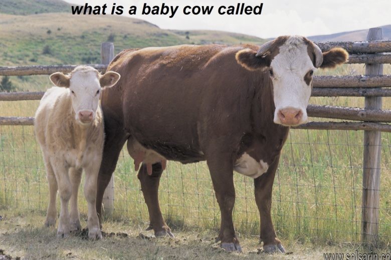 what is a baby cow called