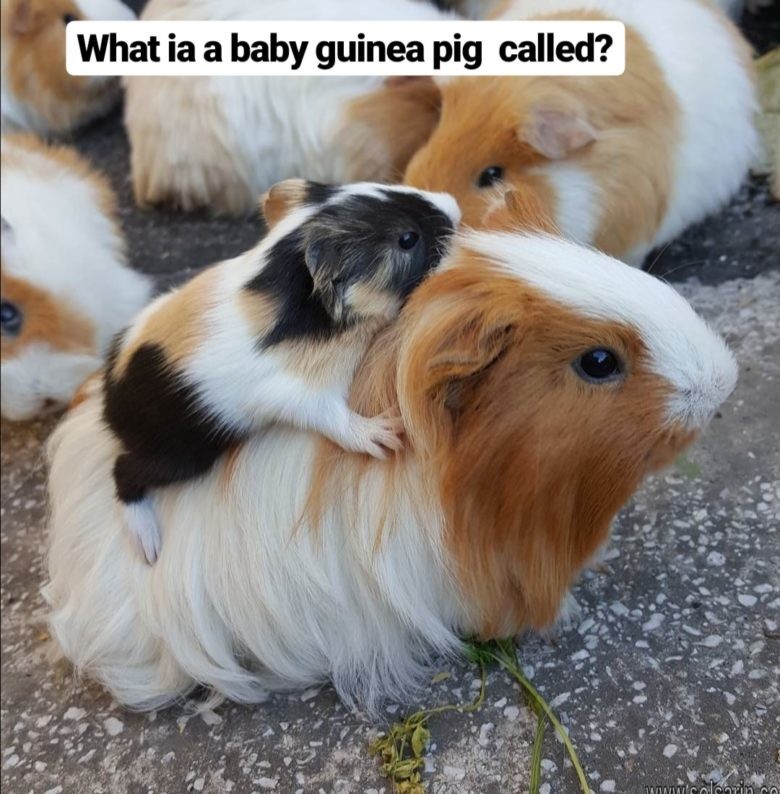 what is a baby guinea pig called