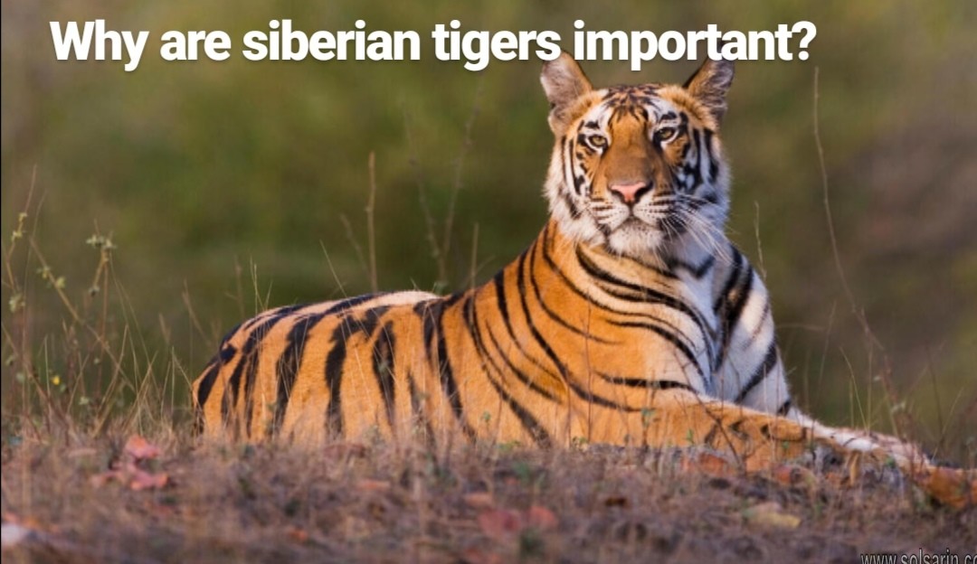 why are siberian tigers important