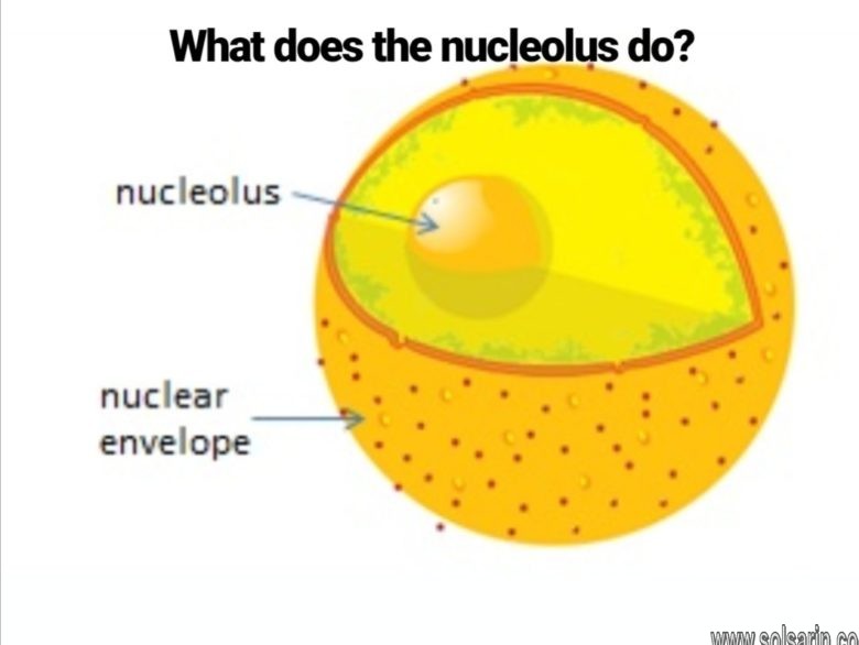 what does the nucleolus do