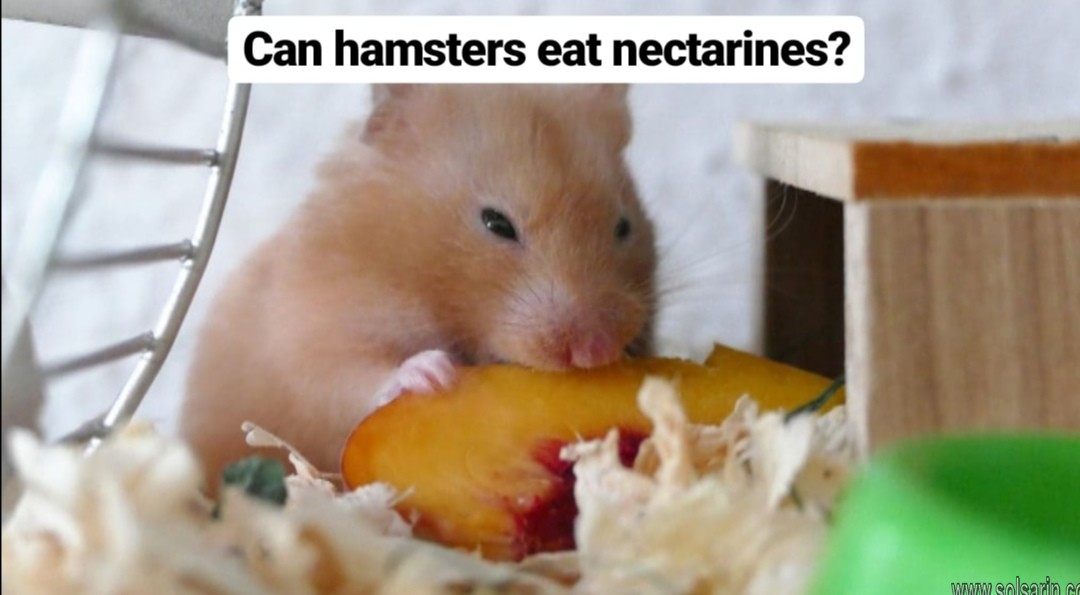 can hamsters eat nectarines