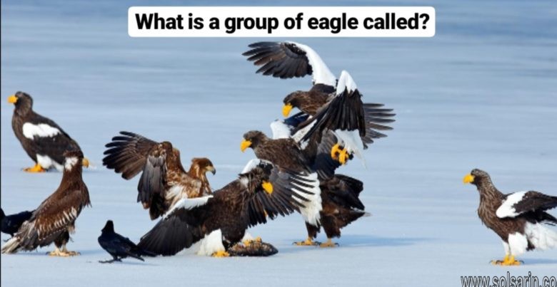 what is a group of eagles called