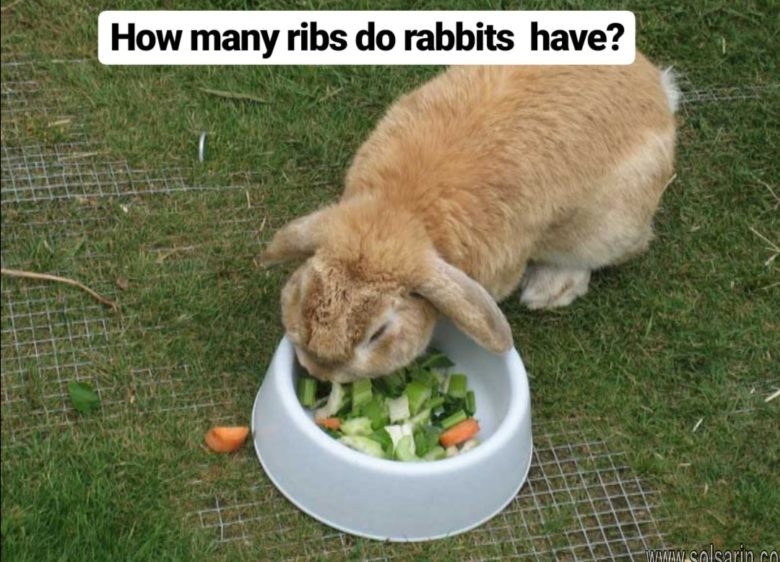 how many ribs do rabbits have
