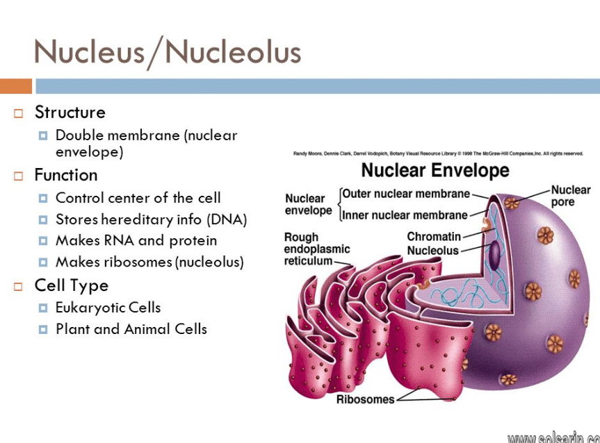 what does the nucleolus do