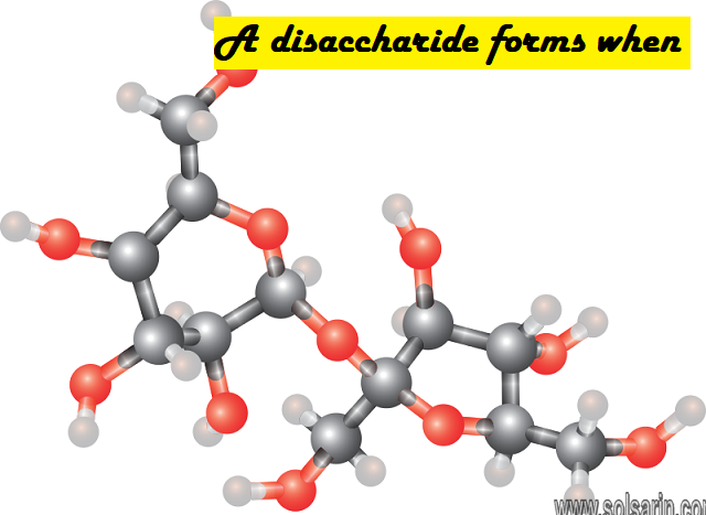 A disaccharide forms when